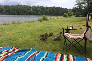 ducks by Lake Jean in Rickett's Glen State Park